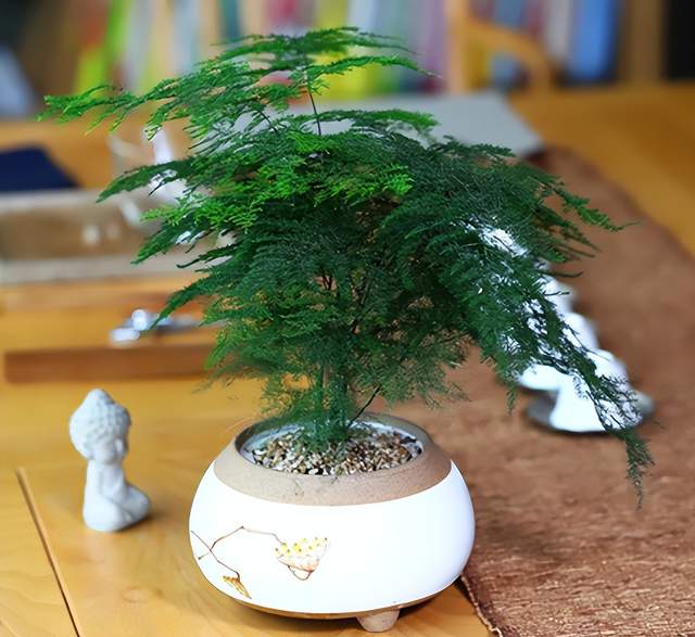 文竹|客厅、书房养文竹,5个技巧,常年绿油油,窜成拔高的“小森林”