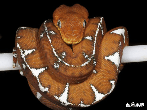翡翠|蟒蛇中有“七彩吞天蟒”？蛇界中的“大哥大”，蚺和蟒如何区分？