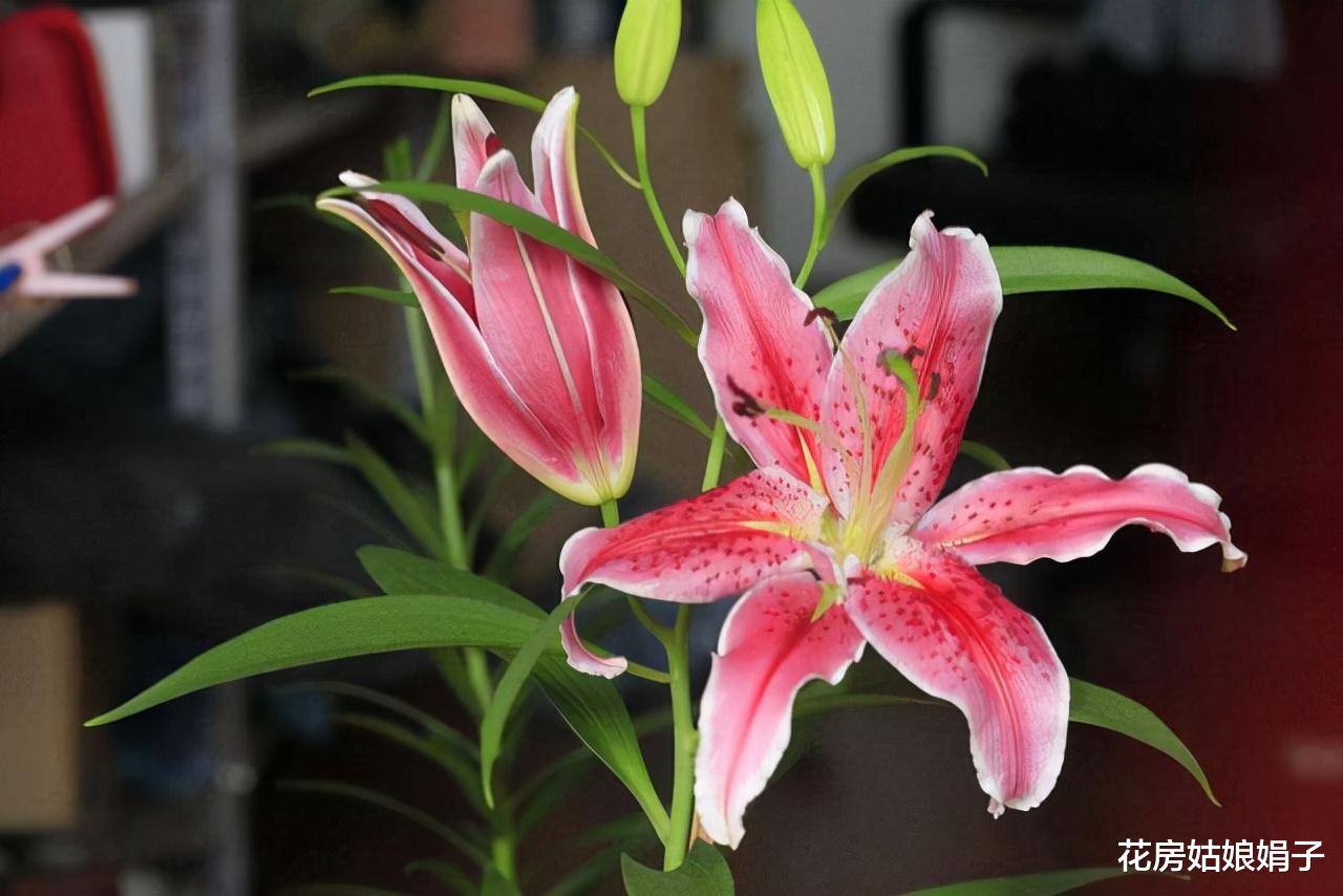 封闭阳台按照这些方法改造，一样能养出好花，这7种花就很不错