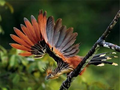 亚马逊河怪鸟：头戴凤冠却奇臭无比，翅膀长爪不会飞擅长攀爬游泳