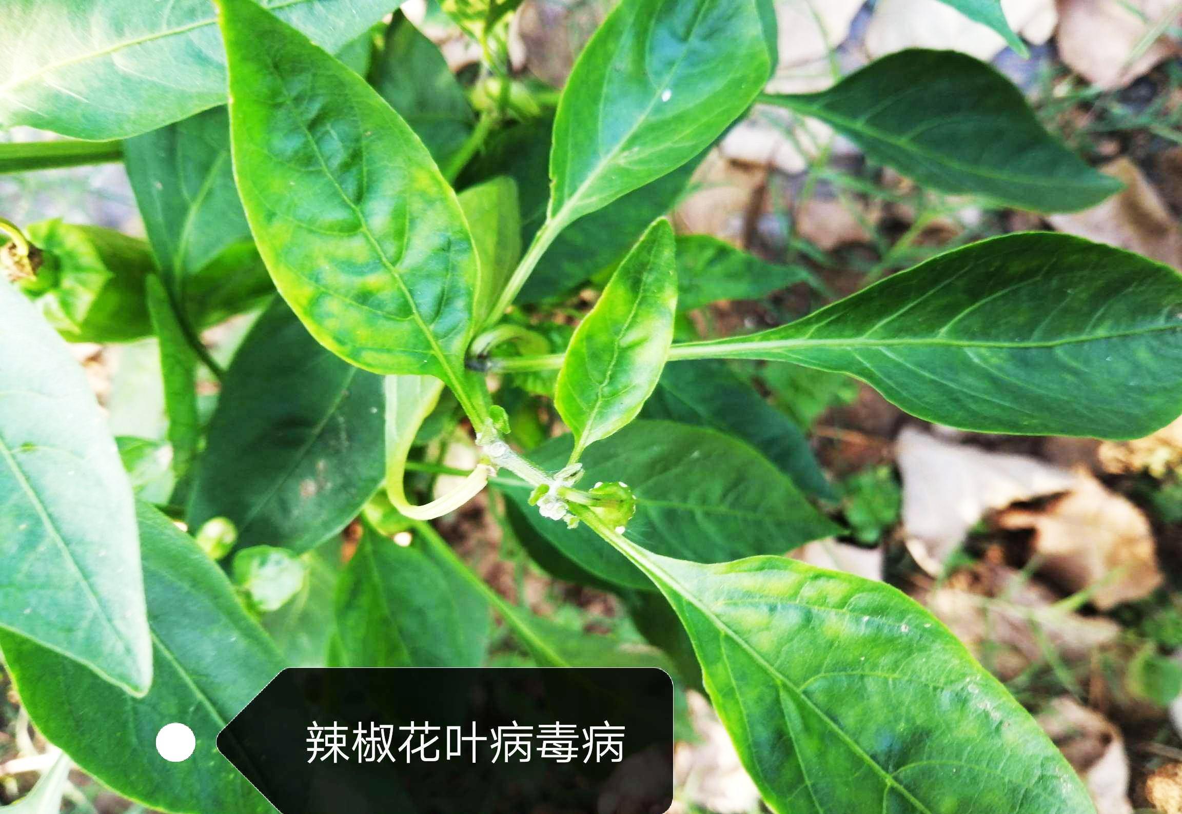 怎么诊断作物病毒病?如何区分病毒病与缺素症、病菌性病害?
