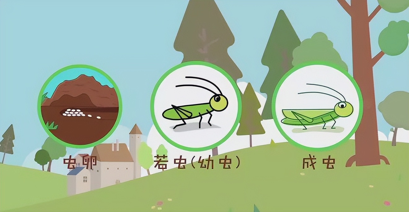 远古的白垩纪时期地球就已经有了昆虫,它们诠释了什么叫成功演化