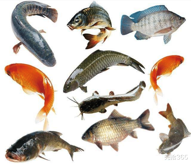 |是清道夫劈腿还是鲫鱼出轨?男子钓了半辈子鱼,被一黑鱼弄懵圈了