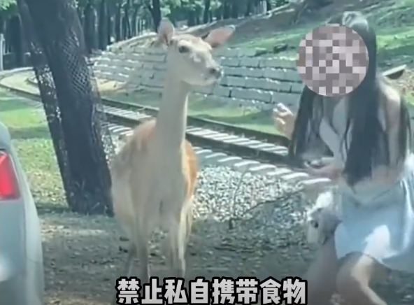 女子下车喂鹿被踢,动物园:不能下车,与她本身素质有关