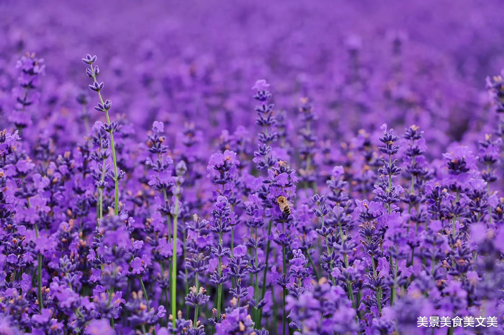 美丽|薰衣草花开的季节，是紫色的季节，是浪漫的季节