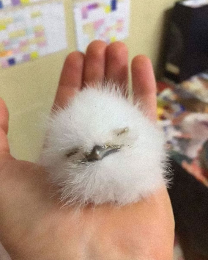 这些鸟长得像猫头鹰,又像青蛙