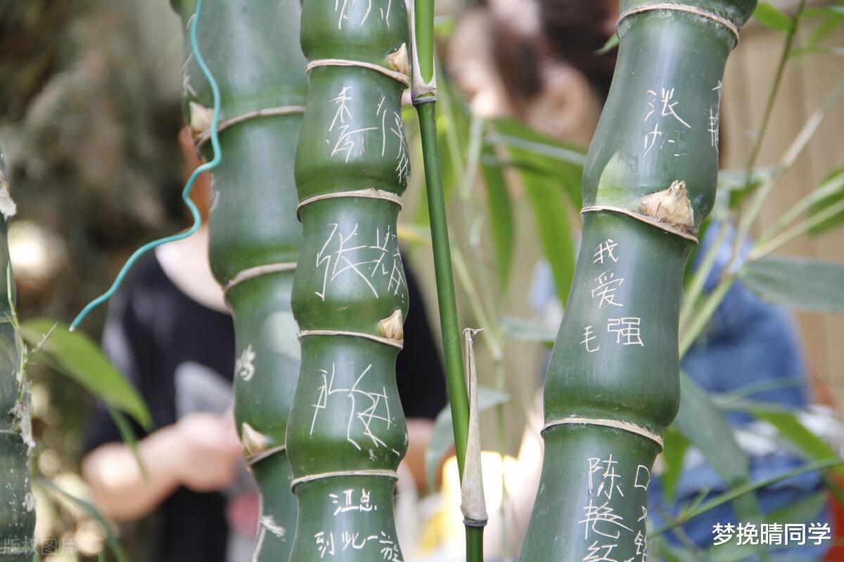 植物界中的神仙起名,果真名副其实,你认识几个