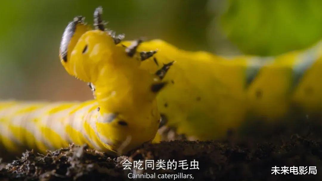 卡梅隆的新作,《阿凡达2》的预热,最新技术展现动物奇观