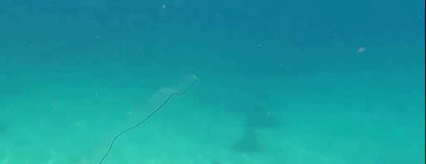 南非发现一条丝带状透明的海洋生物,还和水母互动,应是幼年鳗鱼