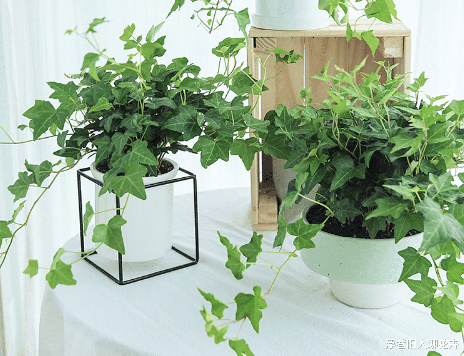 夏季卫生间闷热潮湿异味重,试着养5种植物,好看耐阴又“除臭”