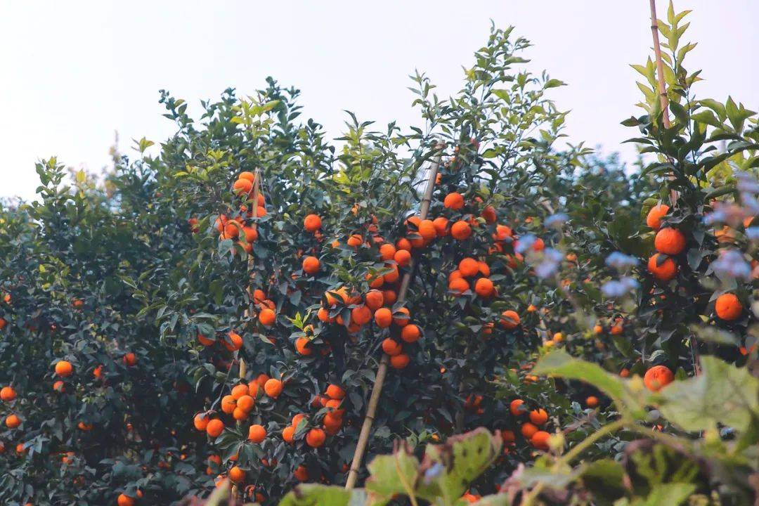 云南|比大理丽江更惬意,去10次都未必知道:它才是云南最该去的地方!