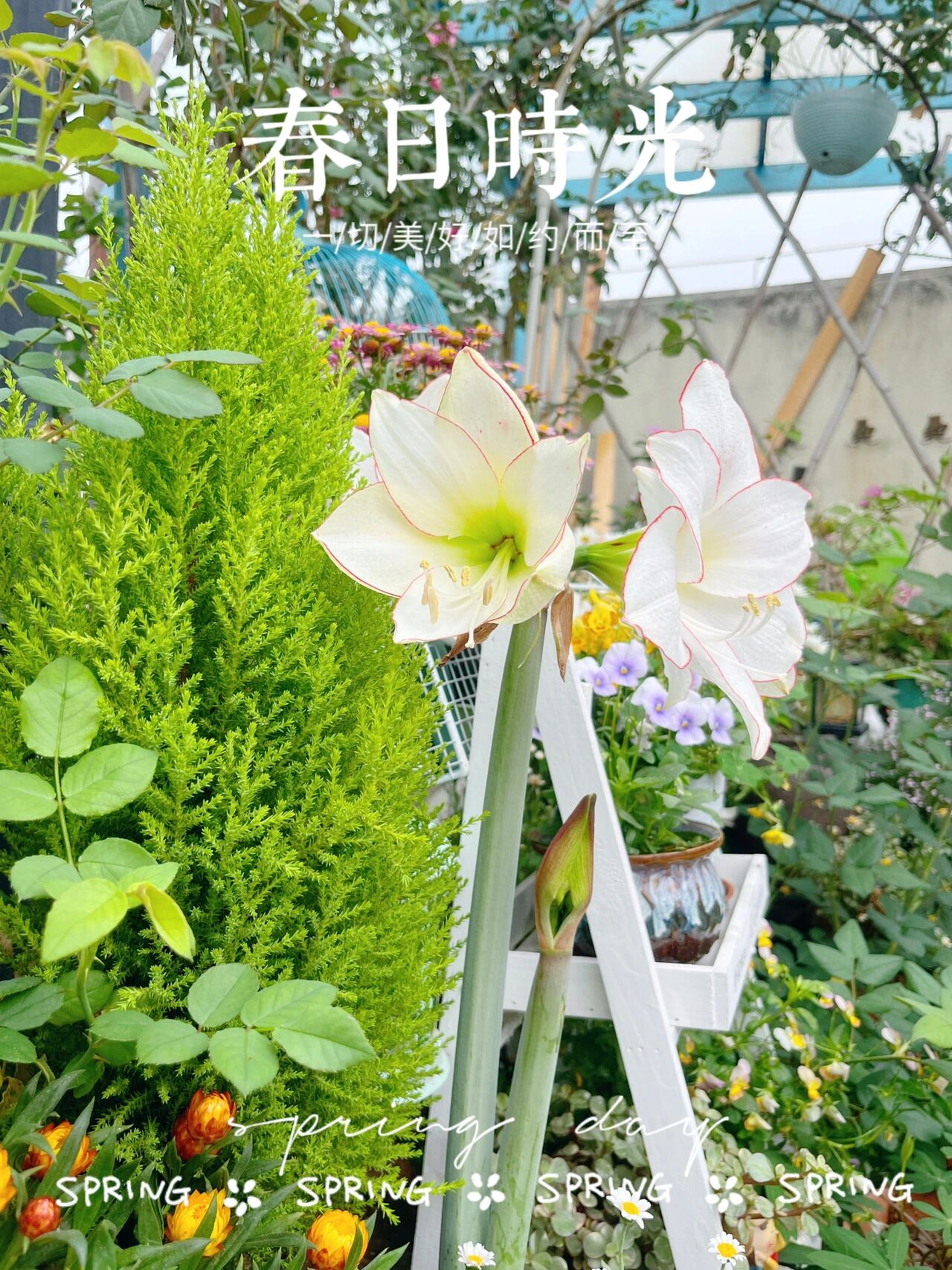 50㎡露台花园布置，分享露台改造避坑指南，希望能给你们一些灵感