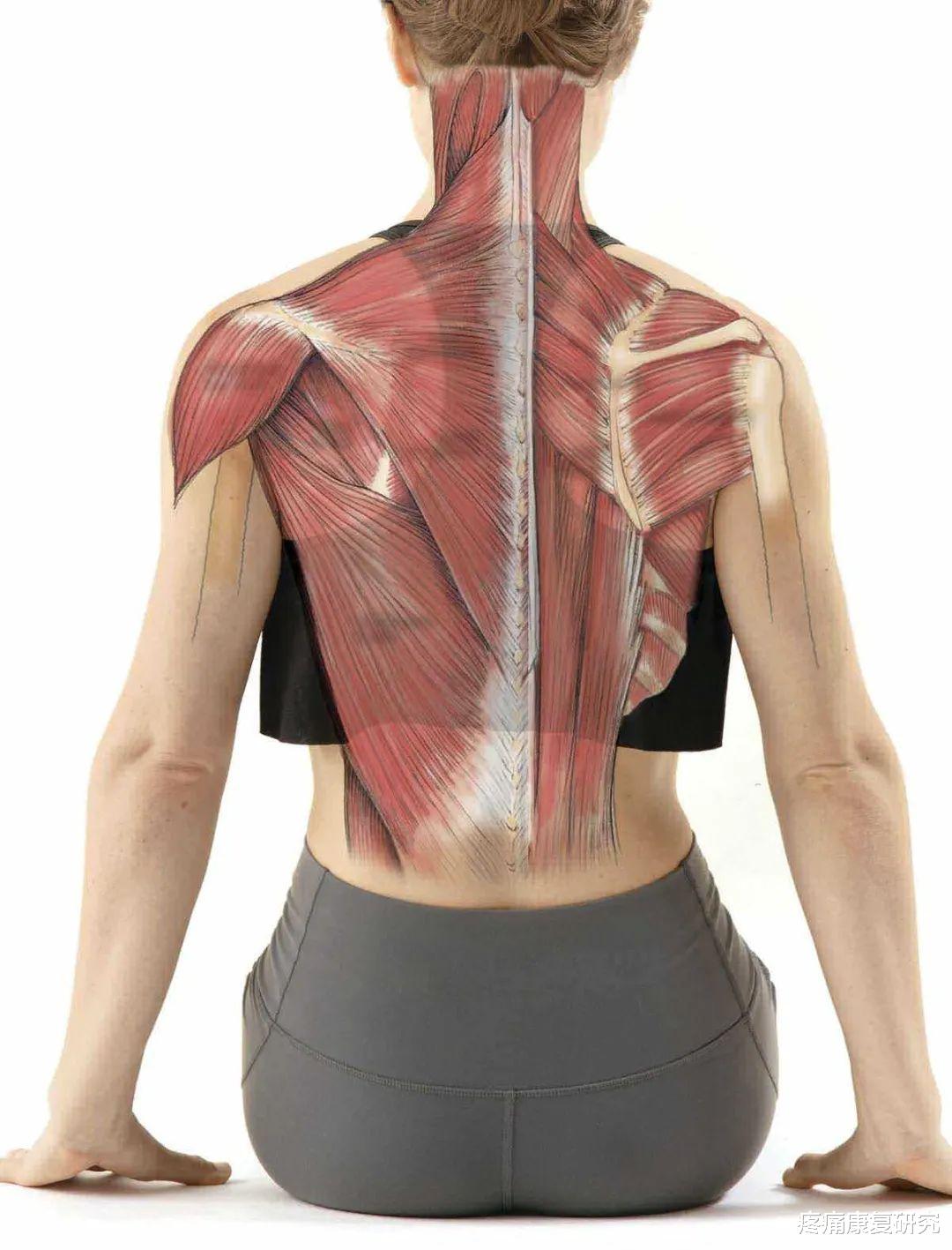 疾病|八个动作缓解和预防腰背部伤痛