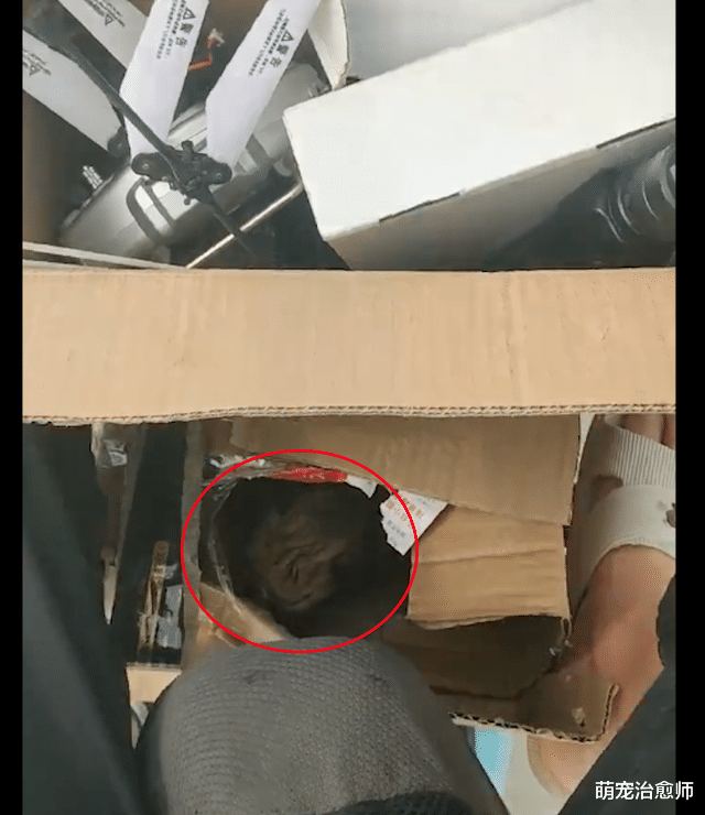 小伙在臭水沟中救了只小狗，不顾妈妈反对偷偷收养，变丑也要爱它