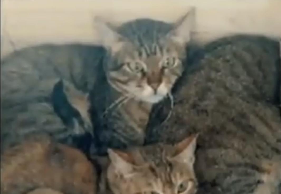 2008年新疆男子捡两“猫崽”,越喂越不不像猫,专家看后发现端倪
