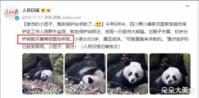 “萌兽”黄喉貂现身浙江九龙山!外形软萌可爱,真能猎杀野猪?