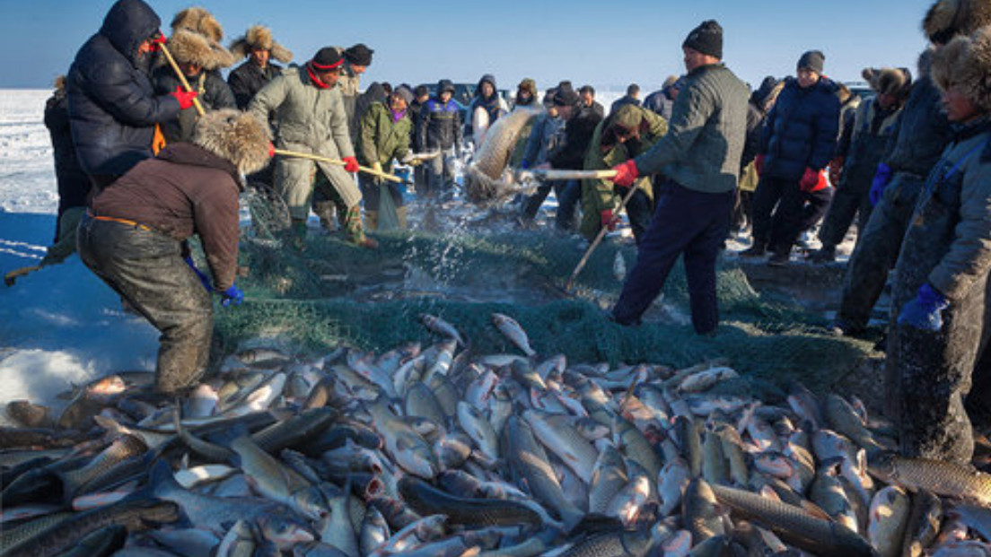 渔获300万斤！每年冬捕都是大丰收，难道查干湖的鱼真的捕不完？
