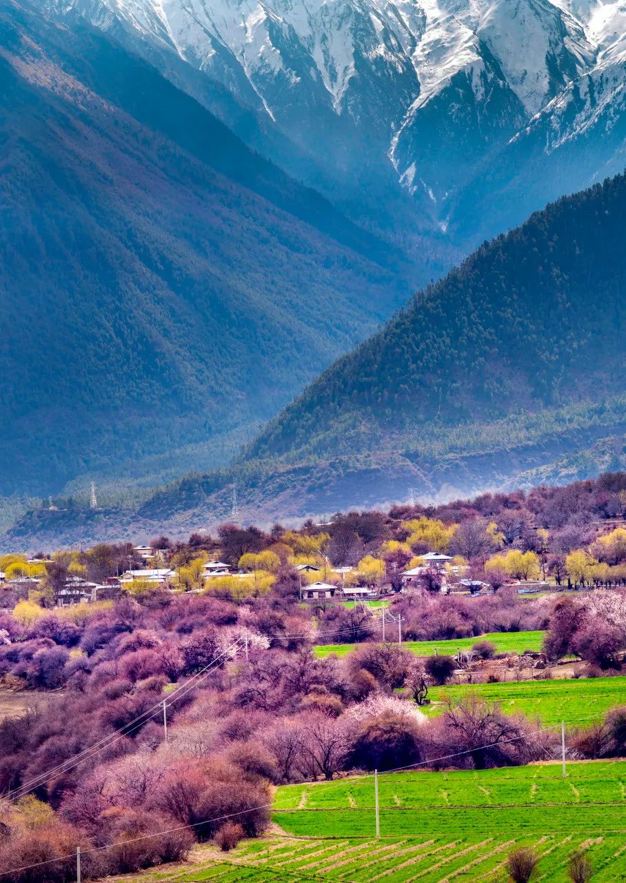 溧阳|西藏的春天叫林芝。