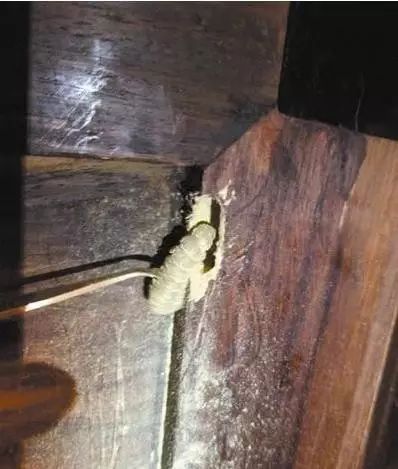 |一字之差，天壤之别：红木烫蜡、擦蜡、打蜡、煮蜡的区别
