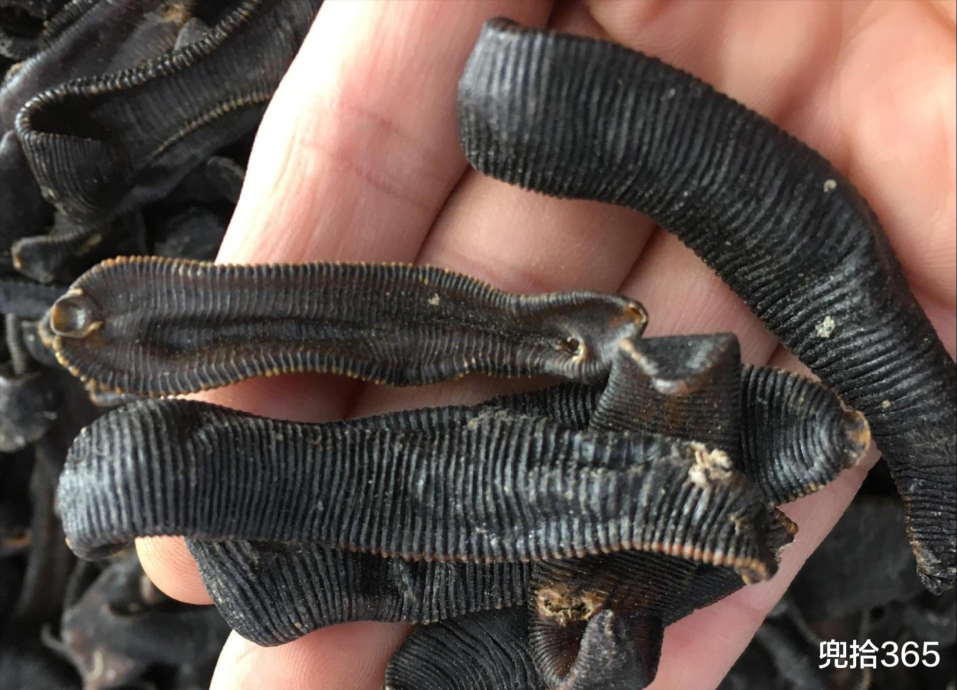 |钓鱼奇遇记！男子野钓遇马鳖，担心受伤直接就扔了，网友：亏大了