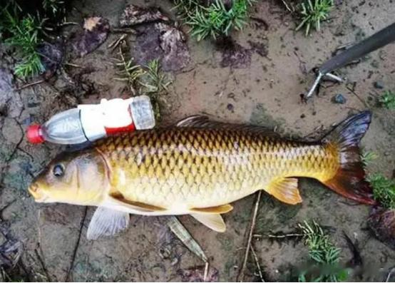 饵料|伏天野钓打窝攻略：教你轻松诱大鱼，窝里鱼多的钓不完