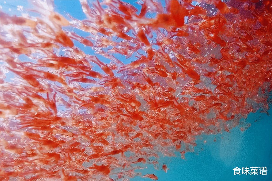 世界上最大的生物群体，堪称“未来粮仓”，总储存量超过了40亿吨