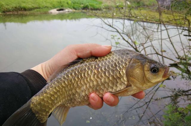 |春天鱼上浮怎么钓底？3种方法屡试不爽，尤其最后一种老手都说好