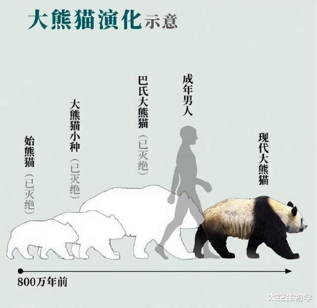 大熊猫的保护遗传学和演化生物学研究