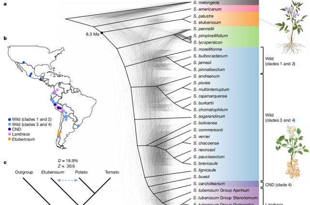 中国科学家首次解析土豆的泛基因组，为杂交土豆育种奠定坚实基础