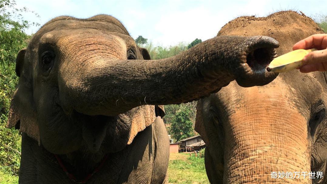 大象鼻子就是生物学上的一个奇迹，还有什么是它做不到的？