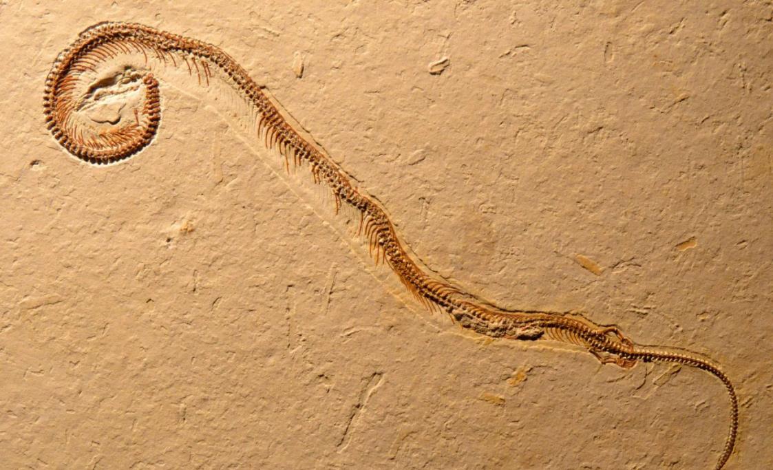 3条大蛇盘踞在四川居民的吊顶，敢吃眼镜蛇的蛇，怎么跑到家里？