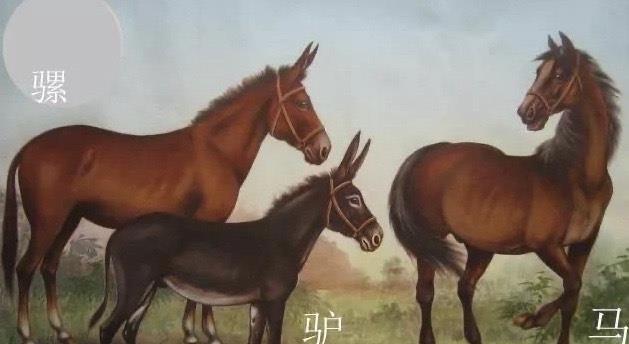 为什么人类和其他物种会有“生殖隔离”?