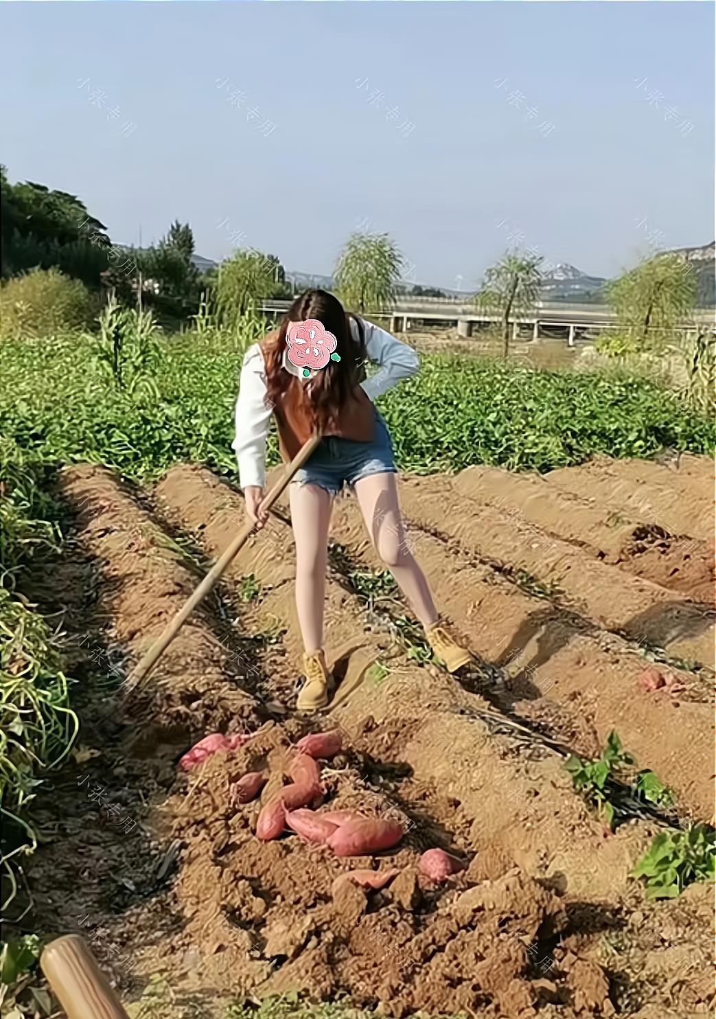 女子回农村老家,被母亲派到地里挖红薯,网友:这绝对是亲妈