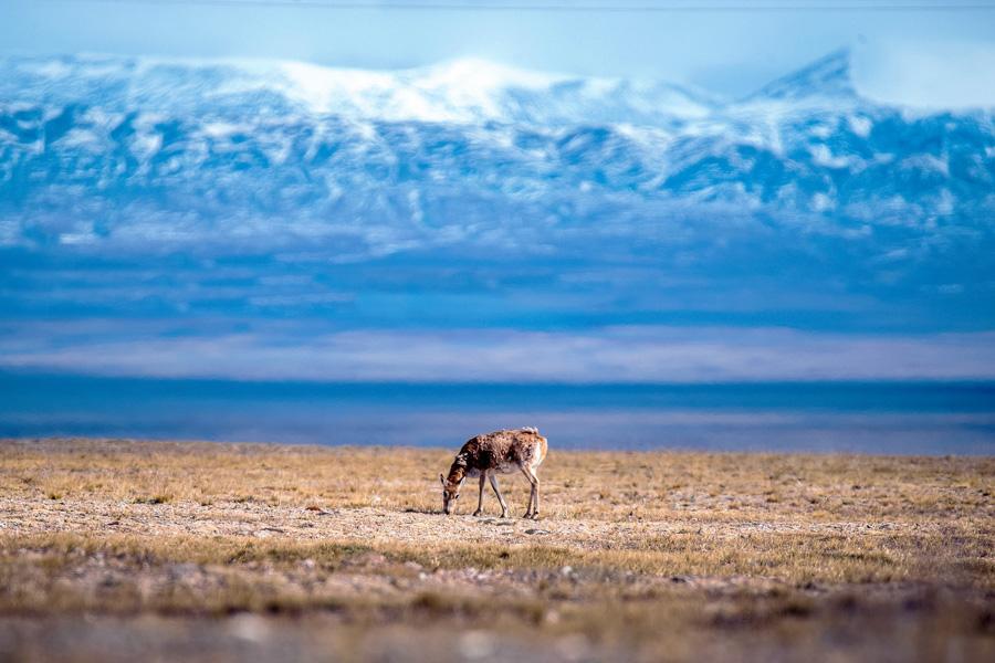 洱海|国内5个最受欢迎的网红景点，去过的都说不后悔，你去过几个？