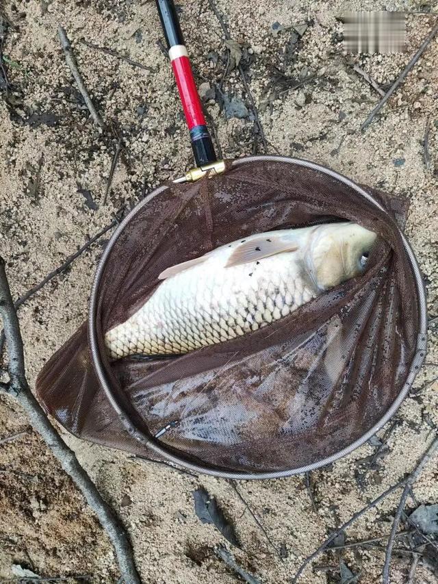 饵料|吹响大鱼集结号