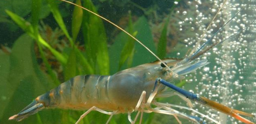 饵料|蚯蚓是万能饵，有一种自然饵也是万能饵，鱼不开口有奇效
