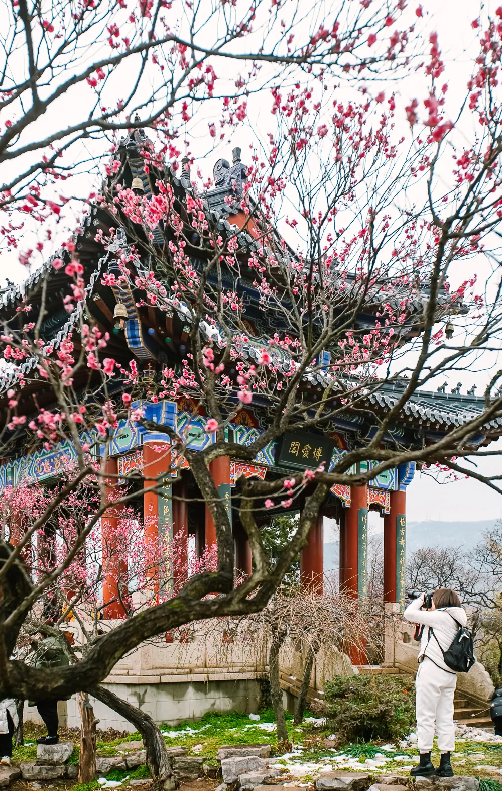 梅花山|南京梅花山，率先赏梅！