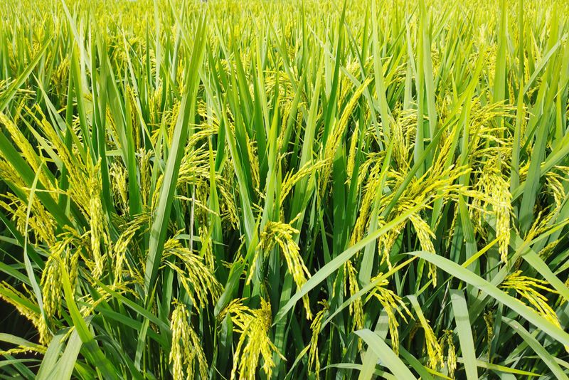 梯田|穿行于红河沿岸：寻秋韵、品秋色、享秋乐