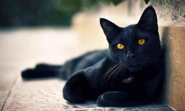 童年记忆：发生在我身上的两个有点可怕的猫故事