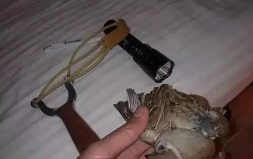 弹弓打麻雀,男子被判刑,麻雀虽小,但判刑无错