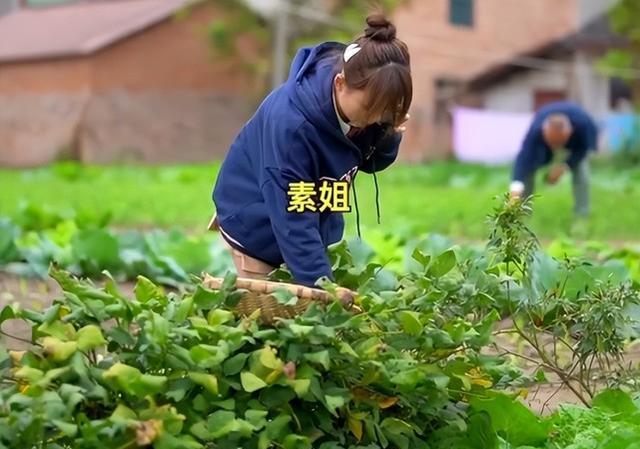 |网红严素穿JK短裙，在父亲面前弯腰摘毛豆引争议，网友：丢人现眼