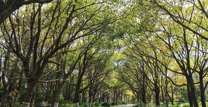 上海市|上海最原始森林公园，园内植被茂盛野趣很多，但滩涂却被垃圾铺满