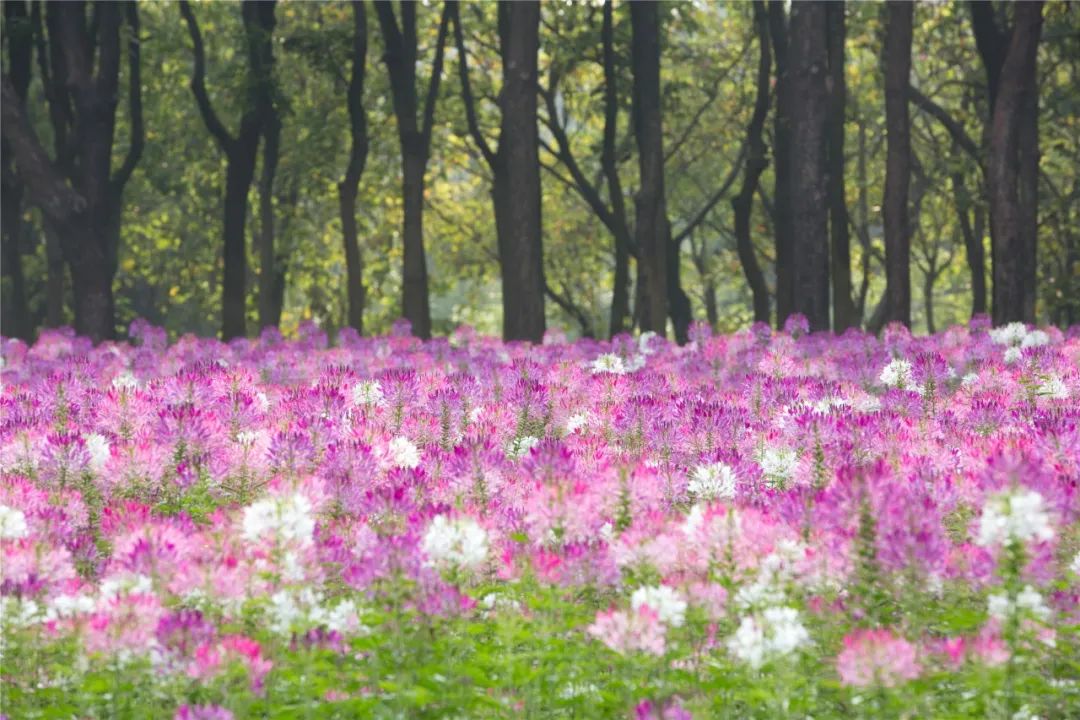 |莲商会 这份赏花攻略,请收下