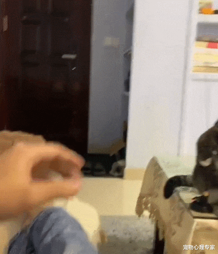 男子给猫咪示范玩逗猫棒,隔几分钟后语塞了:总感觉哪里不太对