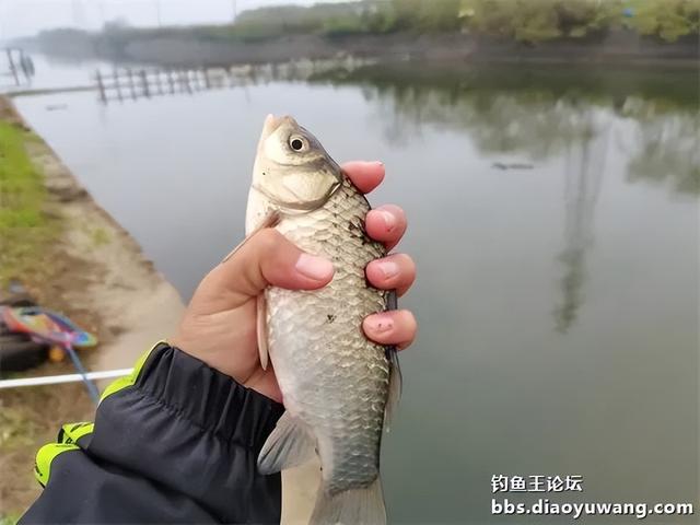 饵料|本味绝杀三，看我狂拉板鲫和大鲤