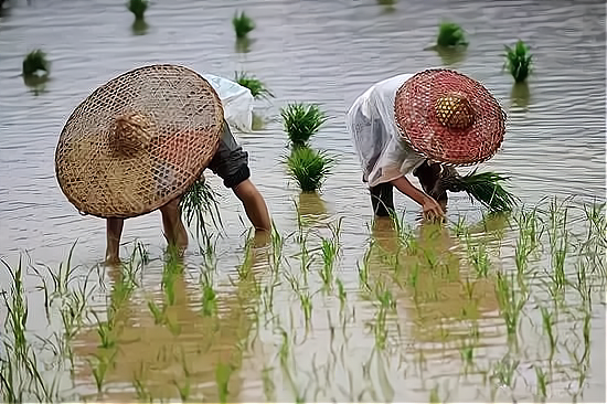 考试|农民获职称领2000元补贴,引发网友热议:没证还算农民吗?