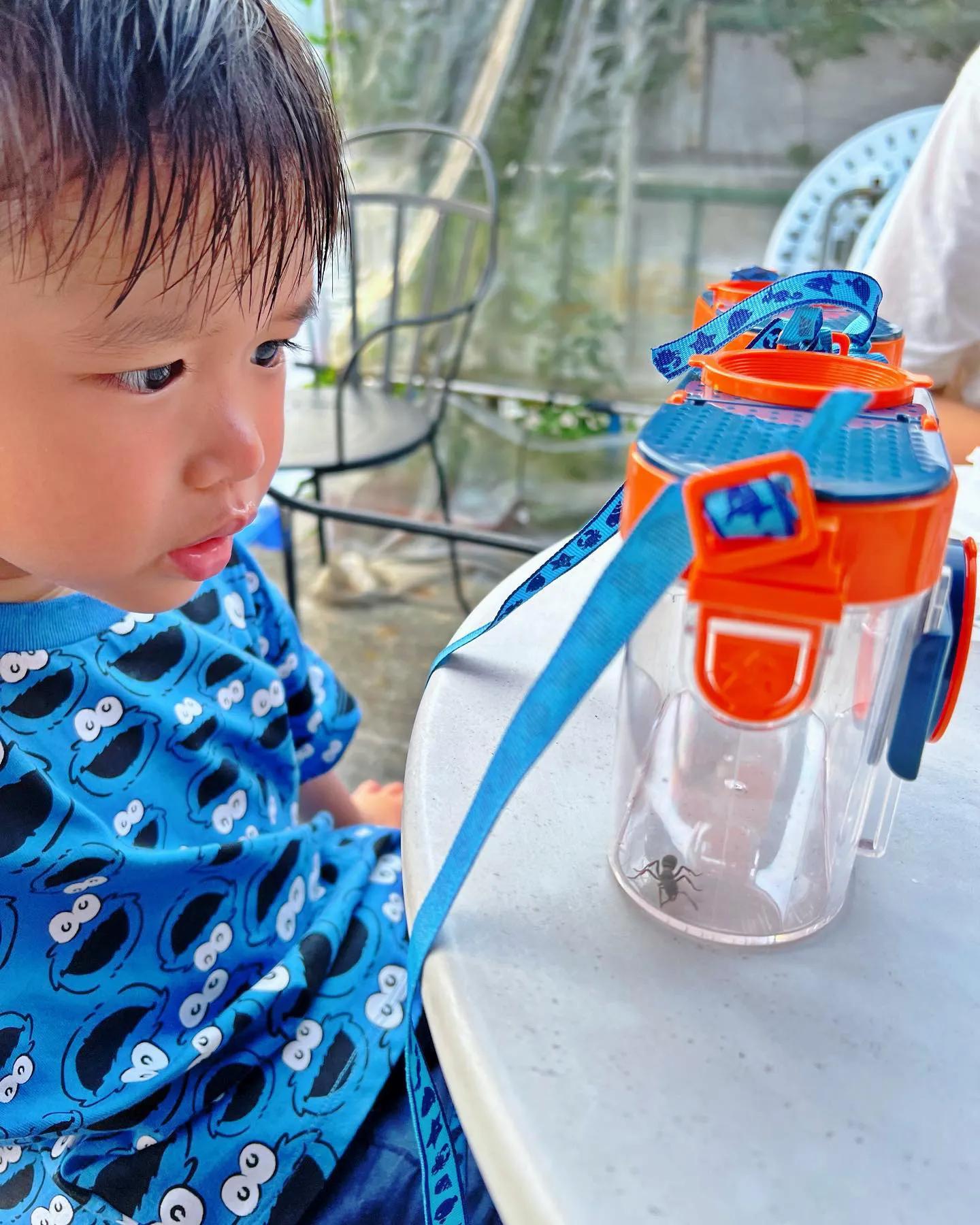 昆虫|胡杏儿和老公带娃远足捉昆虫,奕霆变小吃货,奕霖变好奇宝宝