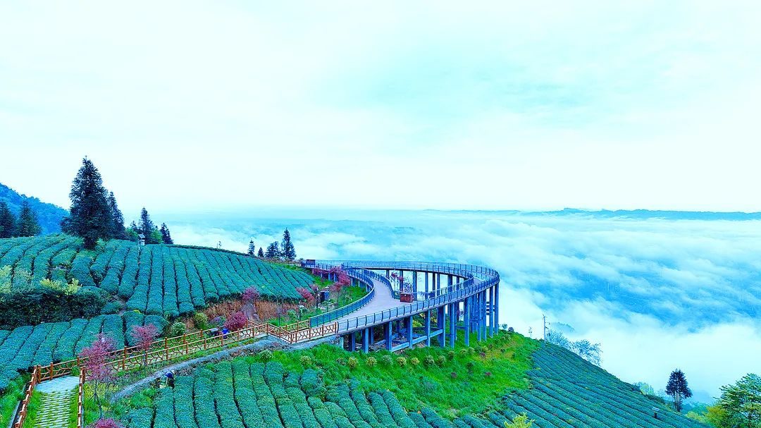 茶园|名山，一座飘着茶香的小城。