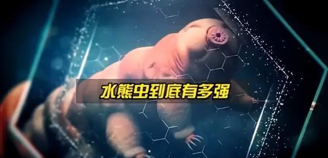 地球生命几十亿年的演化史,为何没有出现不怕火的动物?