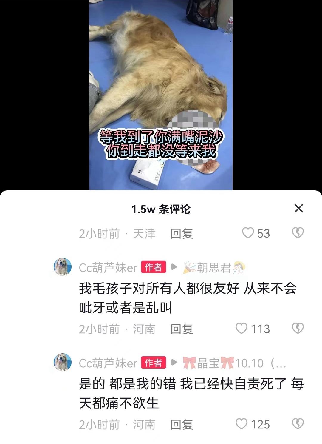 宠物医院|网友称爱犬在剧组拍摄离奇死亡，满嘴泥沙跟血，剧方回应被批凉薄